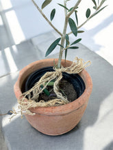 Load image into Gallery viewer, #1 Vintage Turkish Olive Jar