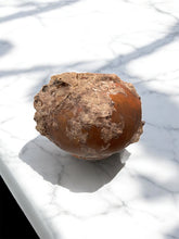 Load image into Gallery viewer, Brazilian Terra Cotta Vessel with Natural Shell &amp; Coral Accretions
