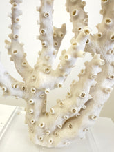 Load image into Gallery viewer, Natural Octopus Coral

