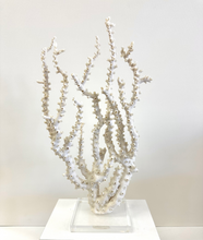 Load image into Gallery viewer, Natural Octopus Coral
