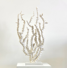 Load image into Gallery viewer, Natural Octopus Coral

