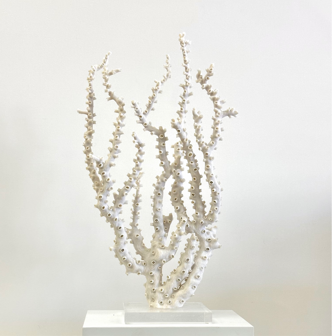 Natural Octopus Coral