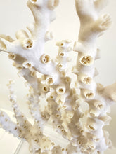 Load image into Gallery viewer, Natural Octopus Coral
