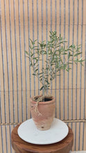 Load and play video in Gallery viewer, #1 Vintage Turkish Olive Jar

