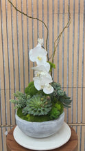 Load and play video in Gallery viewer, Orchid &amp; Succulent Harmony in Concrete Bowl Elegant Faux Arrangement for Luxury Interiors
