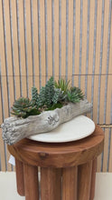 Load and play video in Gallery viewer, Faux Succulent Garden in Driftwood cast Vessel – Organic Tabletop Accent for Natural Interiors

